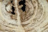 Polished Petrified Wood (Mansonia?) Round - Myanmar #162897-1